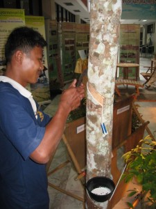 Demonstration of harvesting sap from the Pará rubber tree (Hevea brasiliensis)