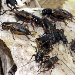 African Field Cricket African Field Cricket