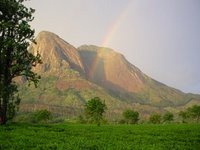 Tea Plantation at the Base of Mt. Mulanje Tea Plantation at the Base of Mt. Mulanje